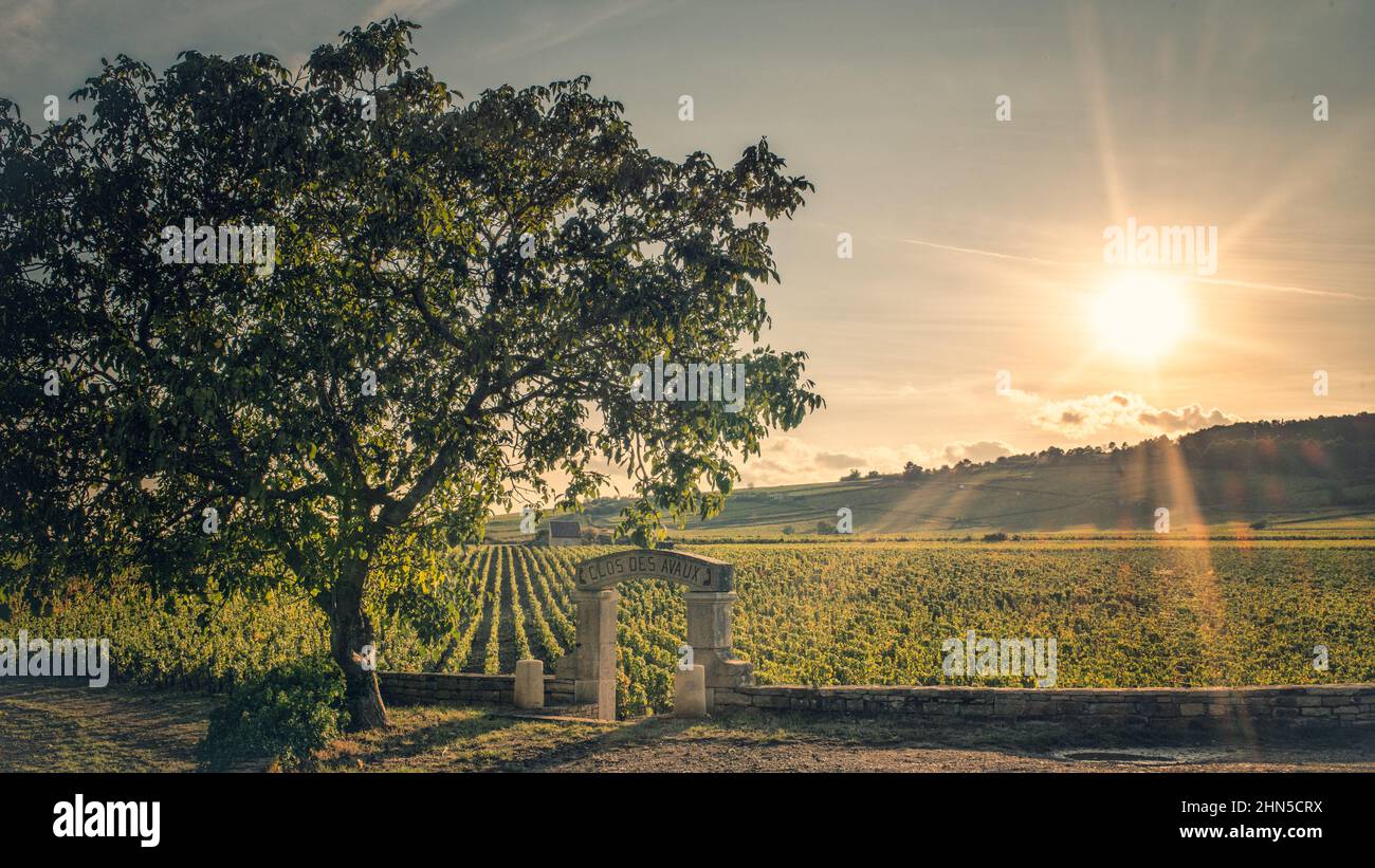 Sonnenuntergang im Burgund Klima Clos des Avaux, Beaune, Côte d'Or, Frankreich Stockfoto