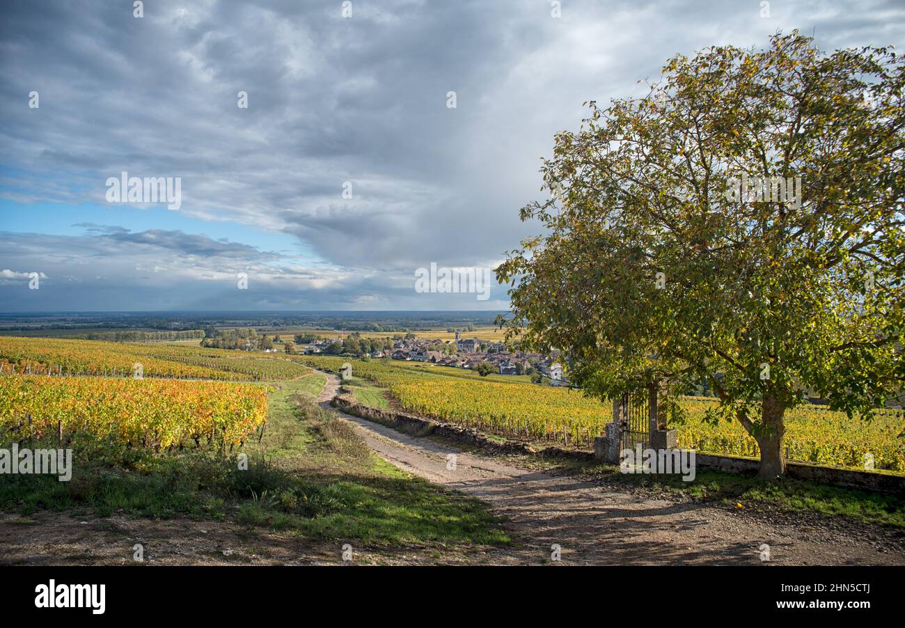 Burgund Klima Les petits Noizons', Pommard, Burgund, Frankreich Stockfoto