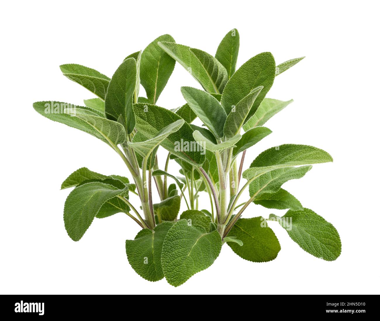 Frische Salbeipflanzen isoliert auf weißem Hintergrund Stockfoto