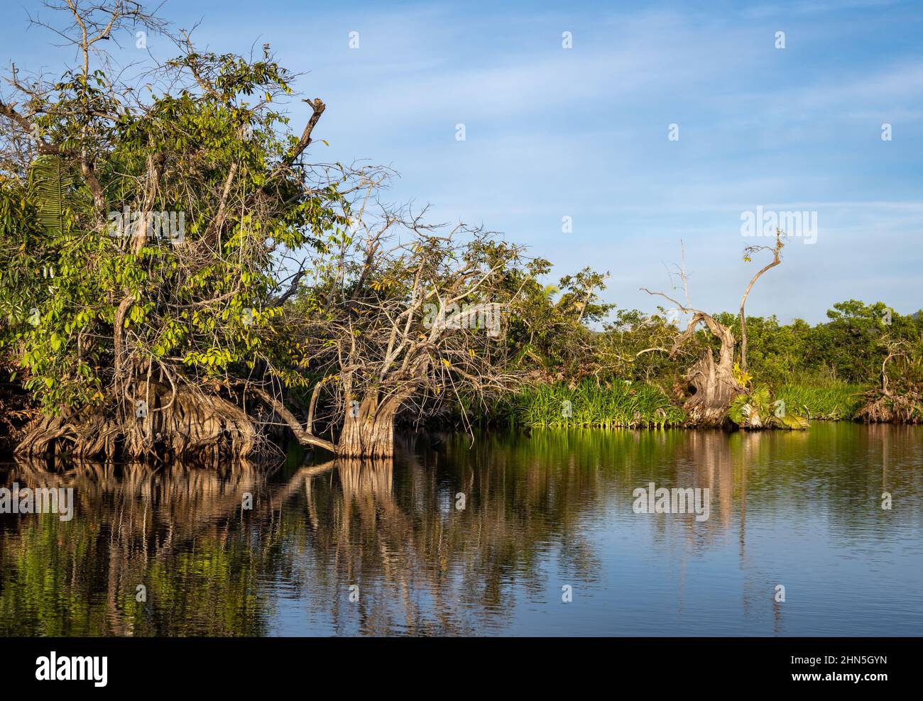 Komisch geformte Bäume, die am Flussufer stehen. San Blas, Nayarit, Mexiko. Stockfoto