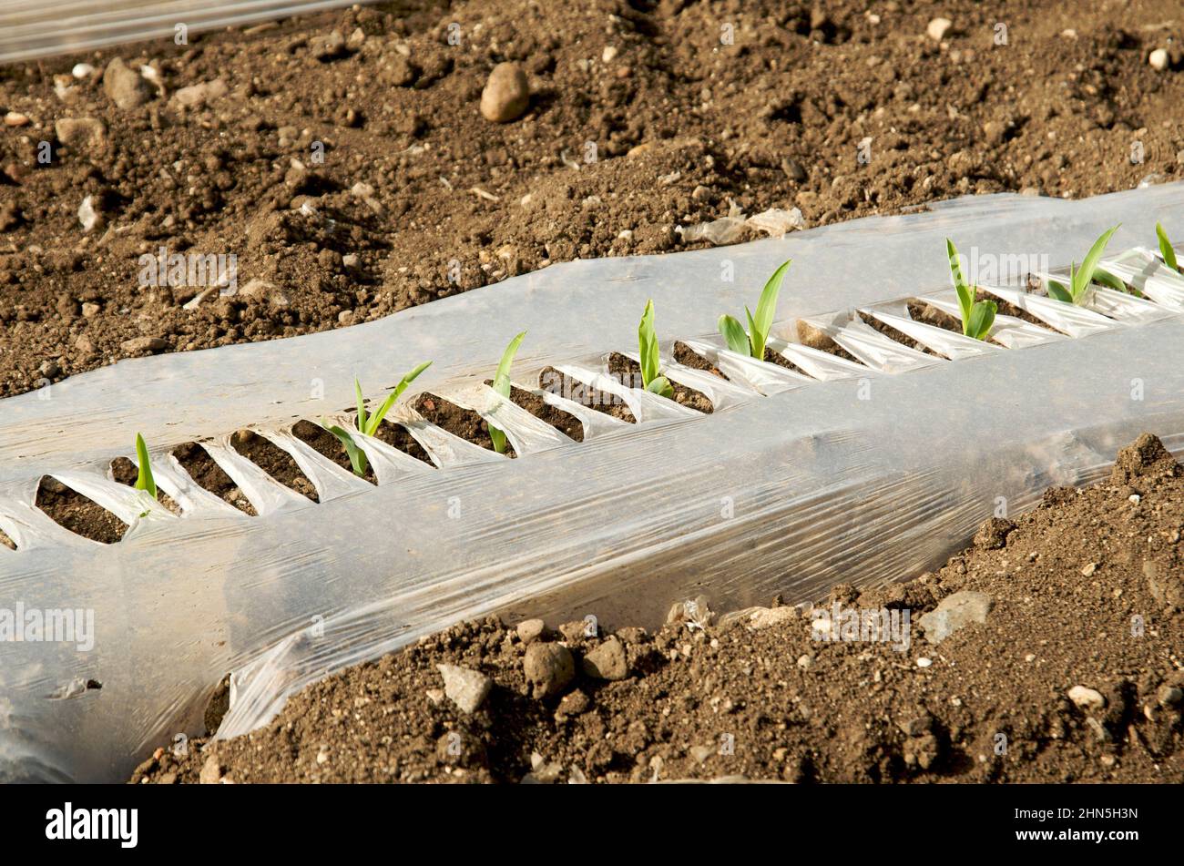 Neue Setzlinge, die während der Frühjahrssaison durch Mulch in einem gut vorbereiteten Gartenbeet auftauchen, deuten auf eine erfolgreiche Pflanz- und Pflegearbeit hin Stockfoto