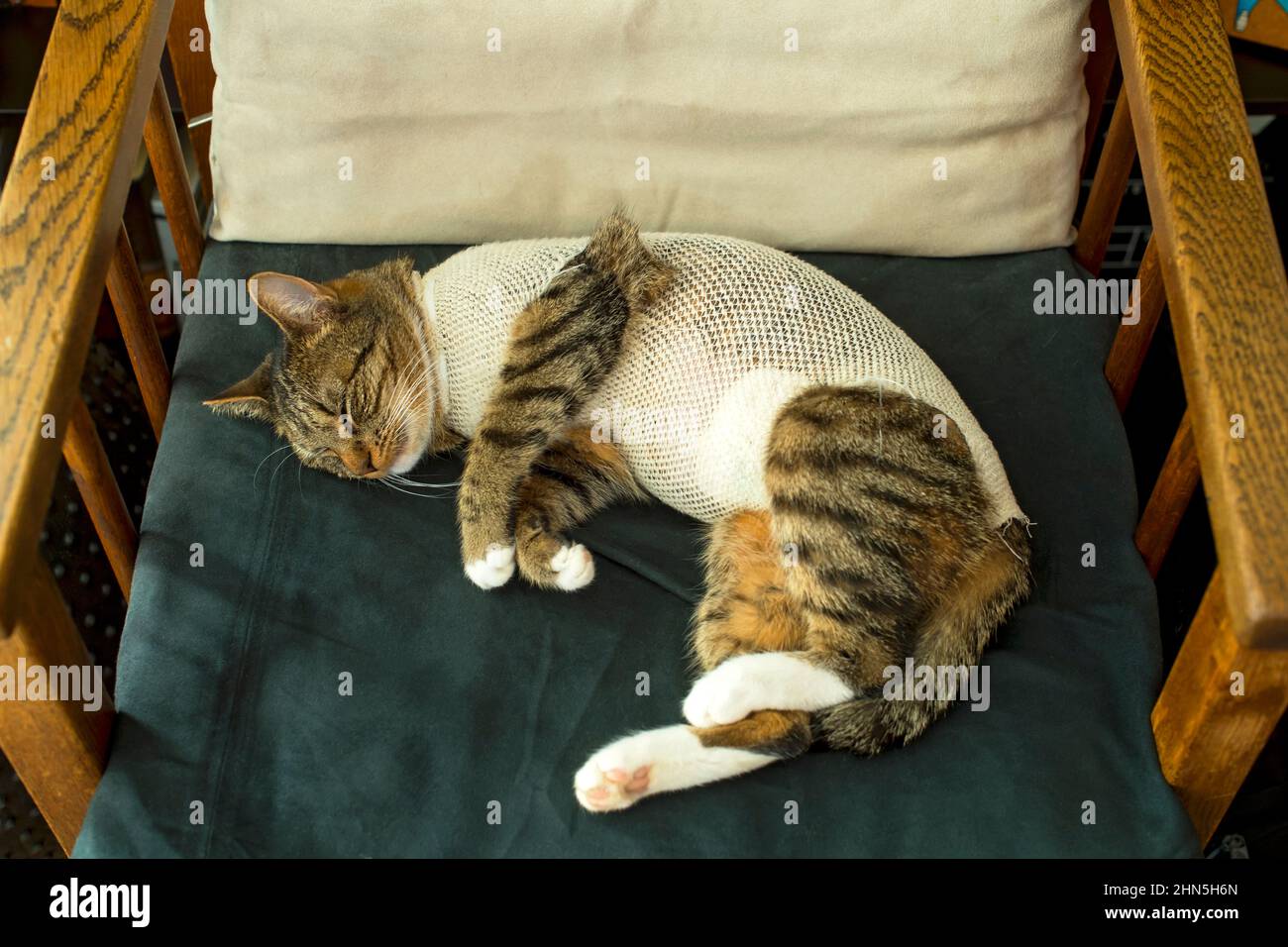 Katze schläft nach der Kastration zu Hause Stockfoto