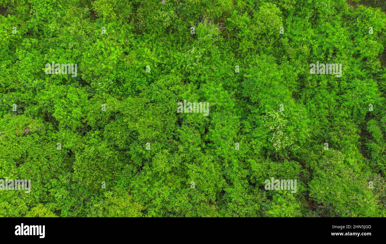 Der unberührte tropische Regenwald von Sumatra, ein grünes Paradies mit außergewöhnlichem Naturreichtum und Artenvielfalt Stockfoto