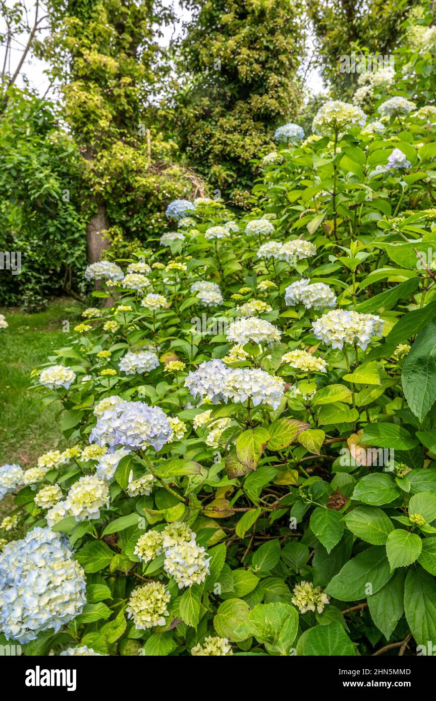 Der Jardin Shamrock in Varengeville/Normandie verfügt über die größte Hortensienkollektion der Welt mit 1.200 verschiedenen Sorten. Stockfoto