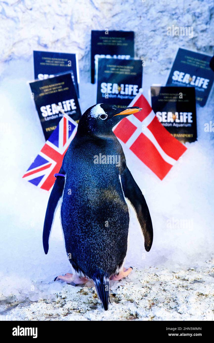 Undatierte Handout-Foto von SEA LIFE London von einem Pinguin mit Pässen zur Verfügung, als sechs Gentoos von SEA LIFE London Aquarium vorbereiten, um nach Billund in Dänemark zu reisen, um Liebe zu finden und eine neue Kolonie im Rahmen eines internationalen Zuchtprogramms zu bilden. Ausgabedatum: Montag, 14. Februar 2022. Stockfoto