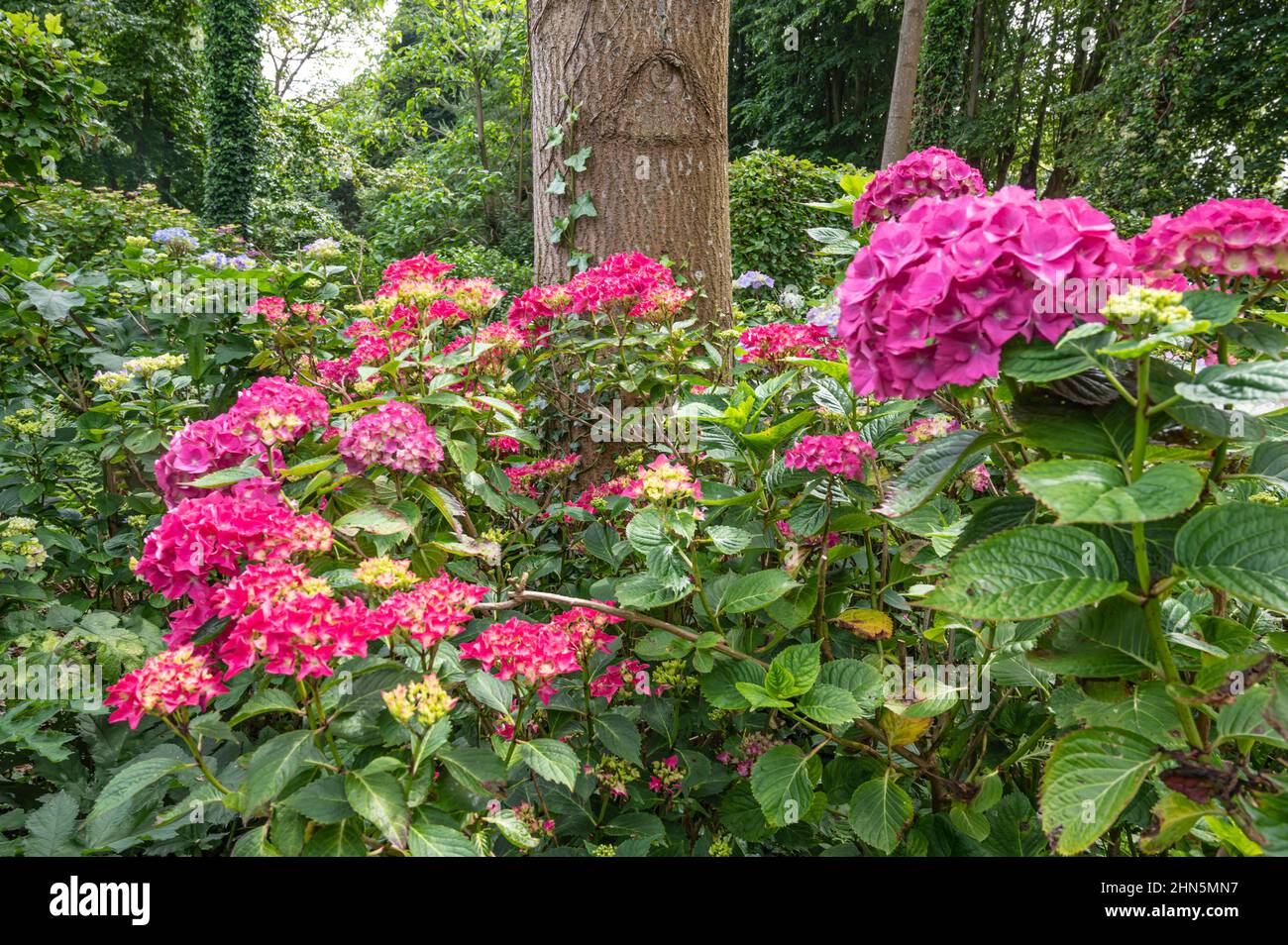 Der Jardin Shamrock in Varengeville/Normandie verfügt über die größte Hortensienkollektion der Welt mit 1.200 verschiedenen Sorten. Stockfoto