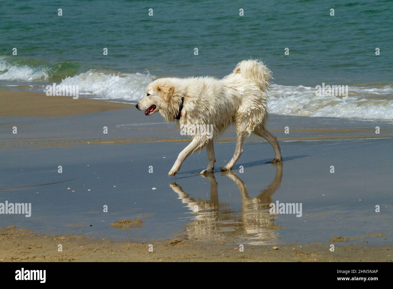 Hund spielt alleine am Strand Stockfoto