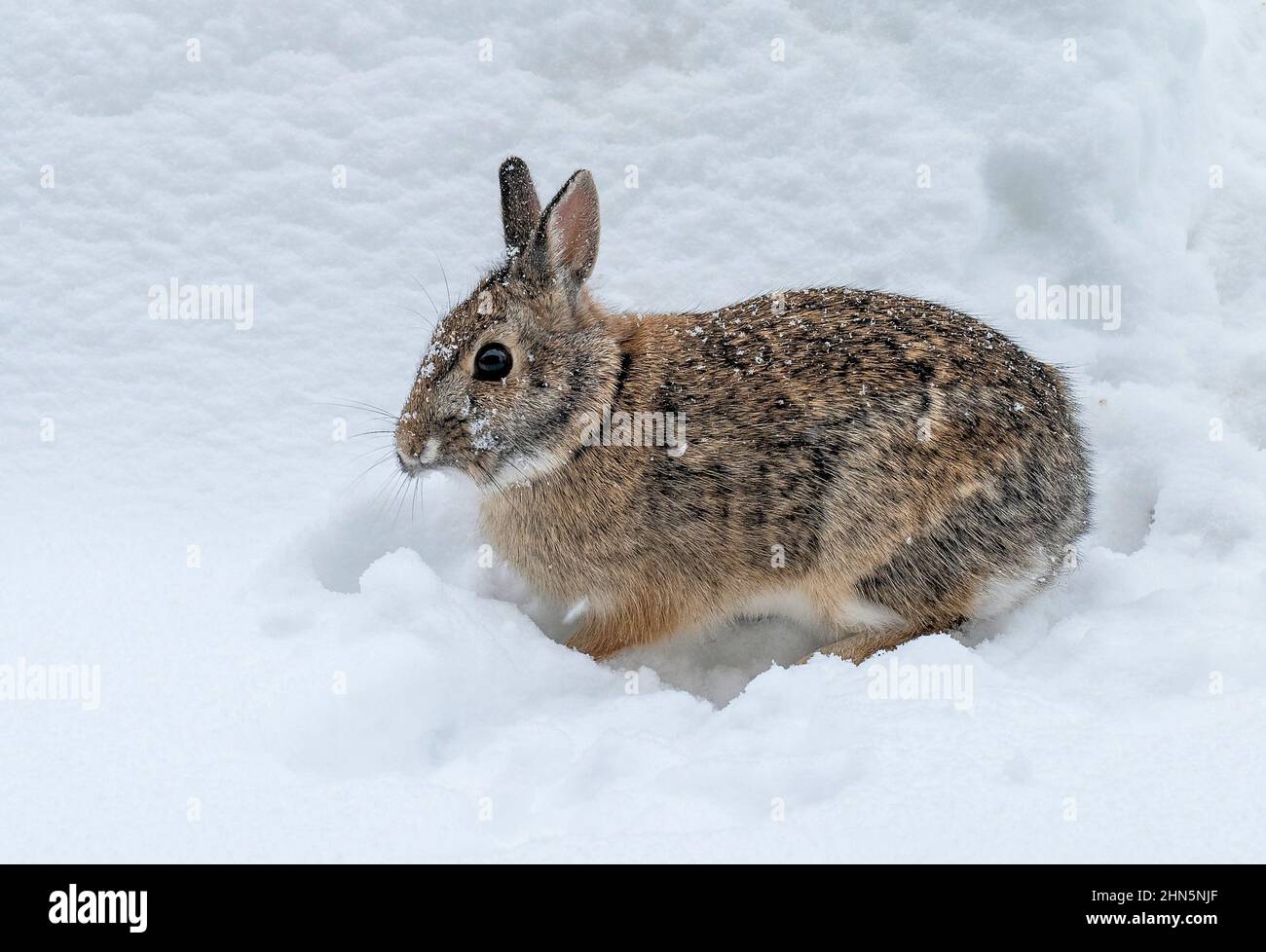 Hase im flauschigen Schnee sitzend Stockfoto