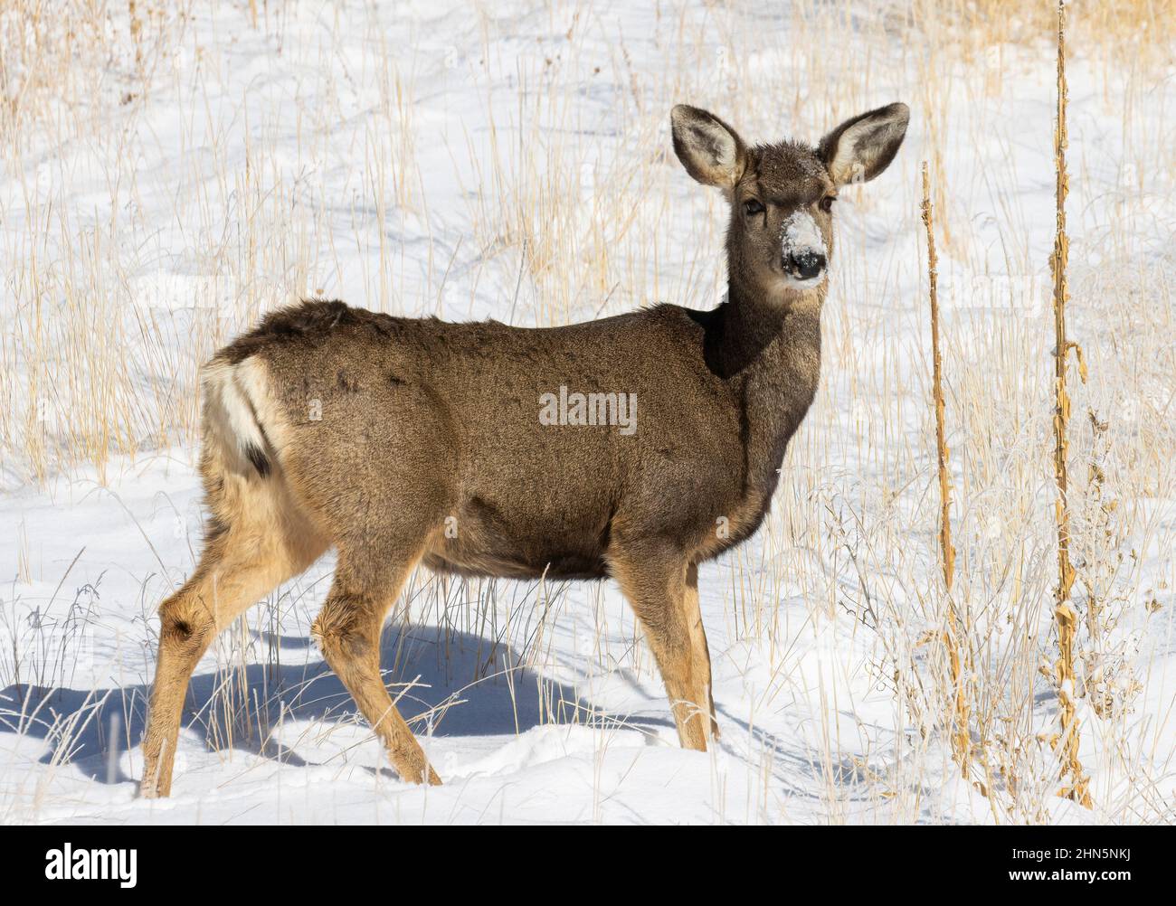 Die Rothirschherde entspannen sich nach einem kalten Winterschnee in Colorado Stockfoto