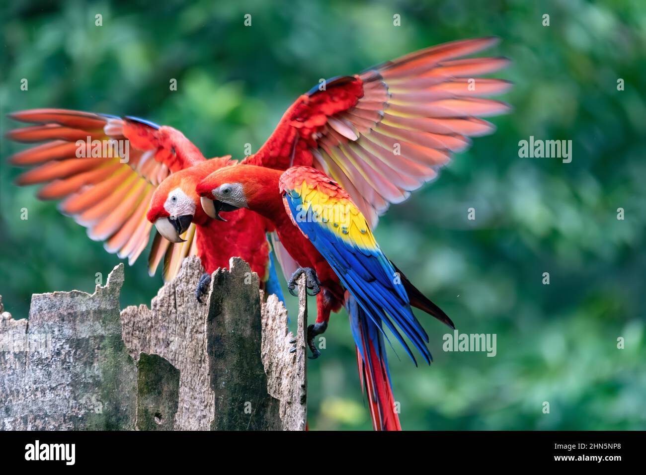 Scharlachrote Aras (Ara macao), ein Paar, das am Eingang zu ihrem Nest in der Mulde eines Baumstamms sitzt. Quepos, Tierwelt und Vogelbeobachtung in Costa Rica Stockfoto