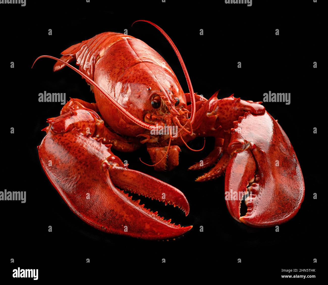 Gekochter Hummer auf schwarzem Hintergrund Stockfoto