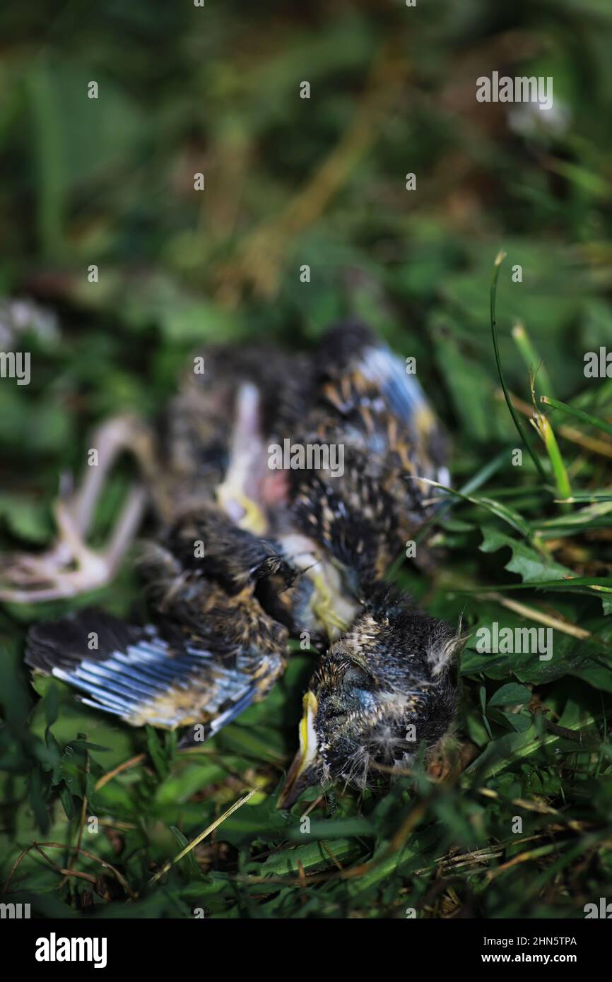 Vogelnest mit Nachkommen im Frühsommer. Eier und Küken eines kleinen Vogels. Starling. Füttert die Küken. Stockfoto