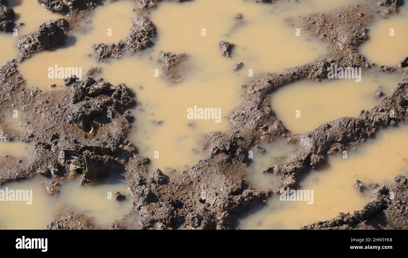 Ein Weg in den Schlamm und Pfützen auf der schmutzigen Straße. Schlammpfützen nach Regen, schmutziger Boden. Stockfoto