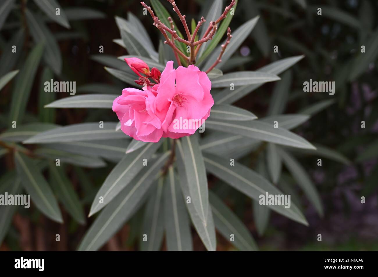 Ein schönes Rosa, Oleander, Nerium Oleander, aus der Familie der Apocynaceae, aus der Dicotyledon-Klasse in der Gentianales-Ordnung auf Teneriffa Stockfoto