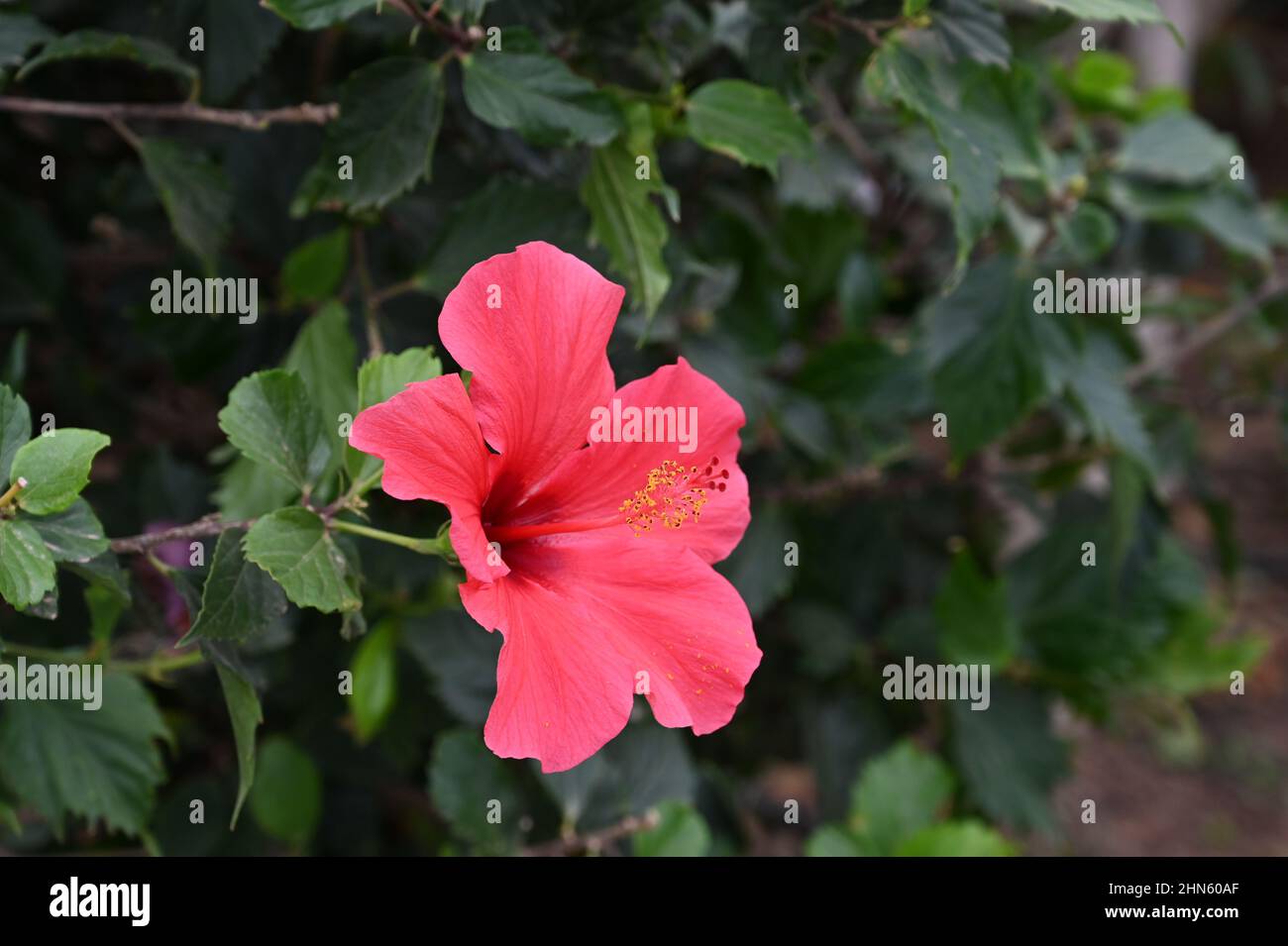 Eine rote Hibiskusblüte, die vor grünem Laub der Malvaceae-Familie steht, Hibiscus moscheutos, Luna Red, die Blume der Hindu-Göttin Kal Stockfoto