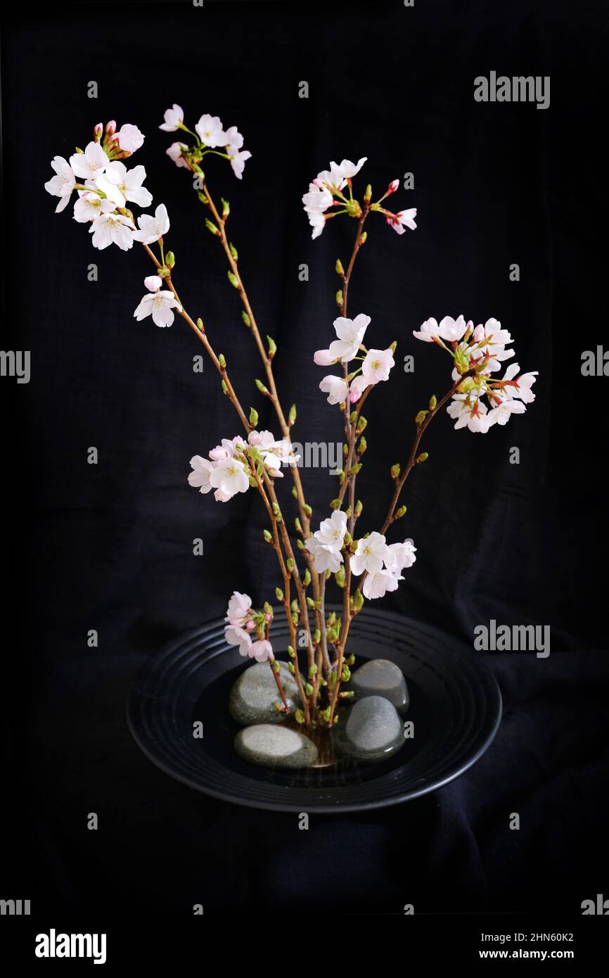 Kirschbaum Frühling japanische Blumenarrangement (ikebana) auf schwarzem Hintergrund Stockfoto