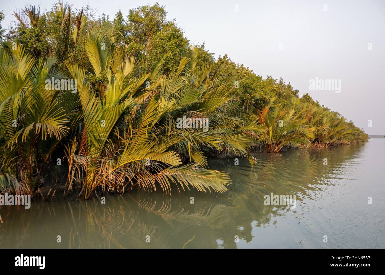 Typische Nipa-Palme (Nipa fruticans).Dieses Foto wurde aus dem Sundarbans National Park, Bangladesch, aufgenommen. Stockfoto