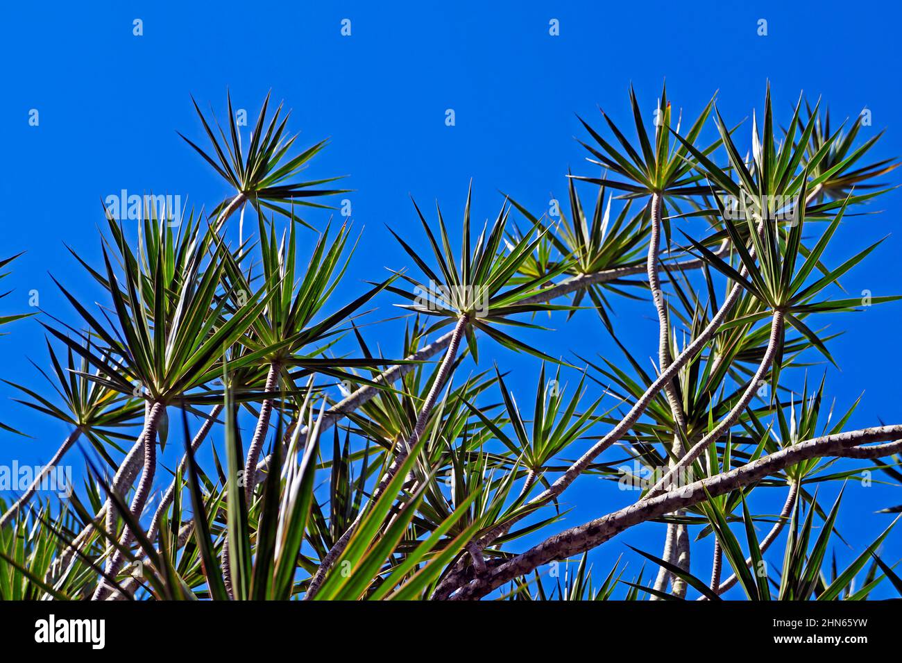 Madagaskar Drachenbaum (Dracaena marginata) und blauer Himmel Stockfoto