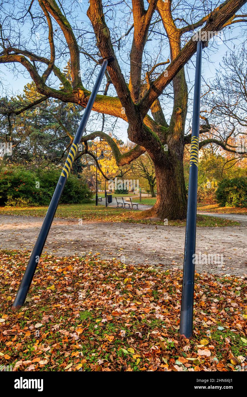 Feste Metallmasten für einen alten Baum über einer Gasse in einem Park. Stockfoto