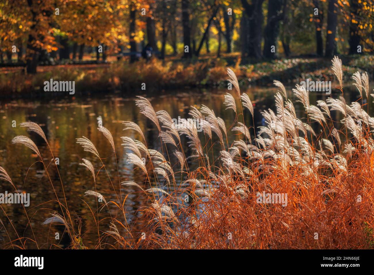 Ruhige Landschaft mit herbstlichen Schilf am See in einem Park. Stockfoto