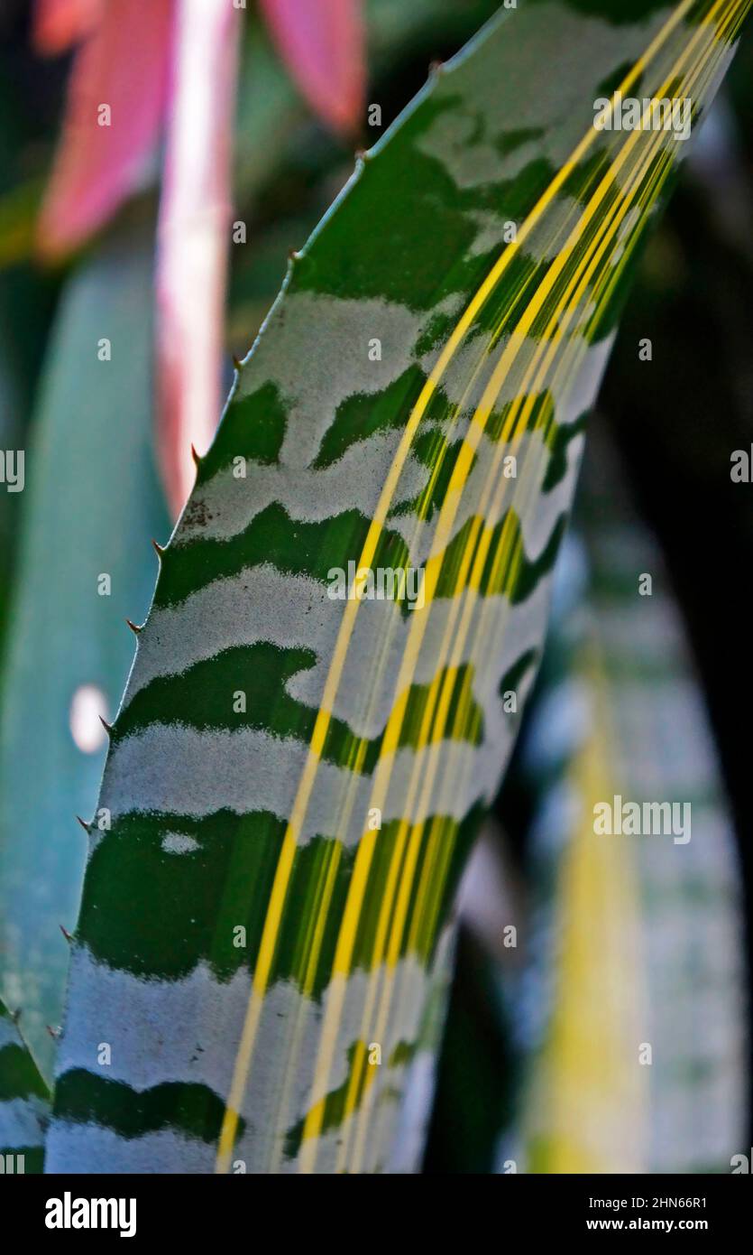 Bromeliade Blatt Detail auf Garten Stockfoto