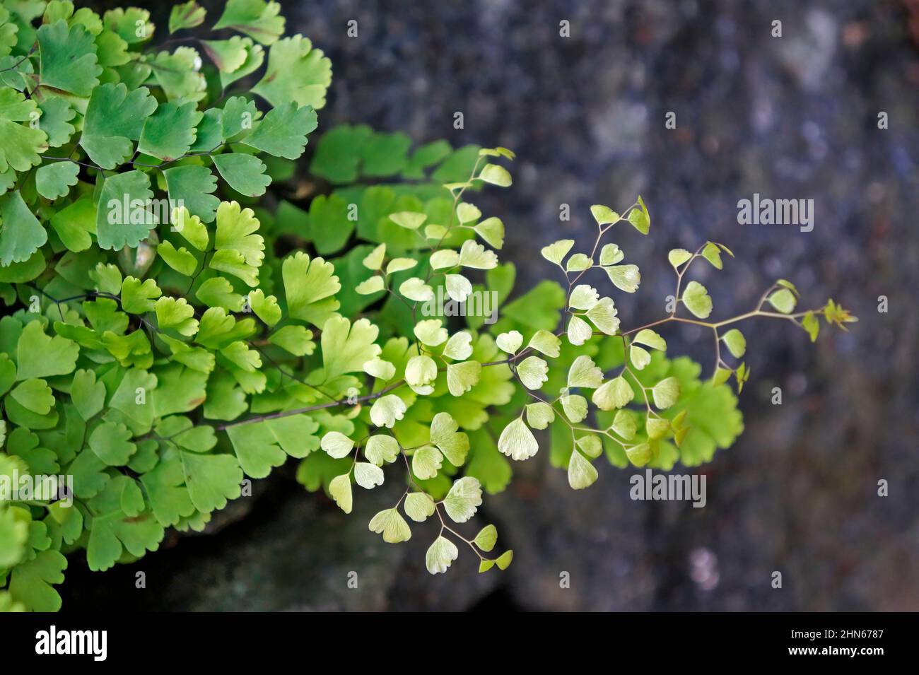 Maidenhair-Farnlaub (Adiantum capillus-veneris) Stockfoto