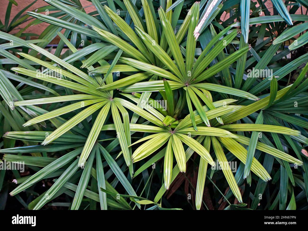 Frauenpalme mit Laub (Rhapis excelsa) Stockfoto