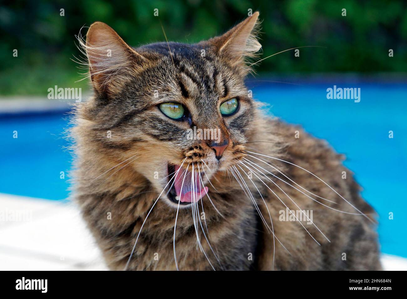 Hauskatze mit grünen Augen Stockfoto