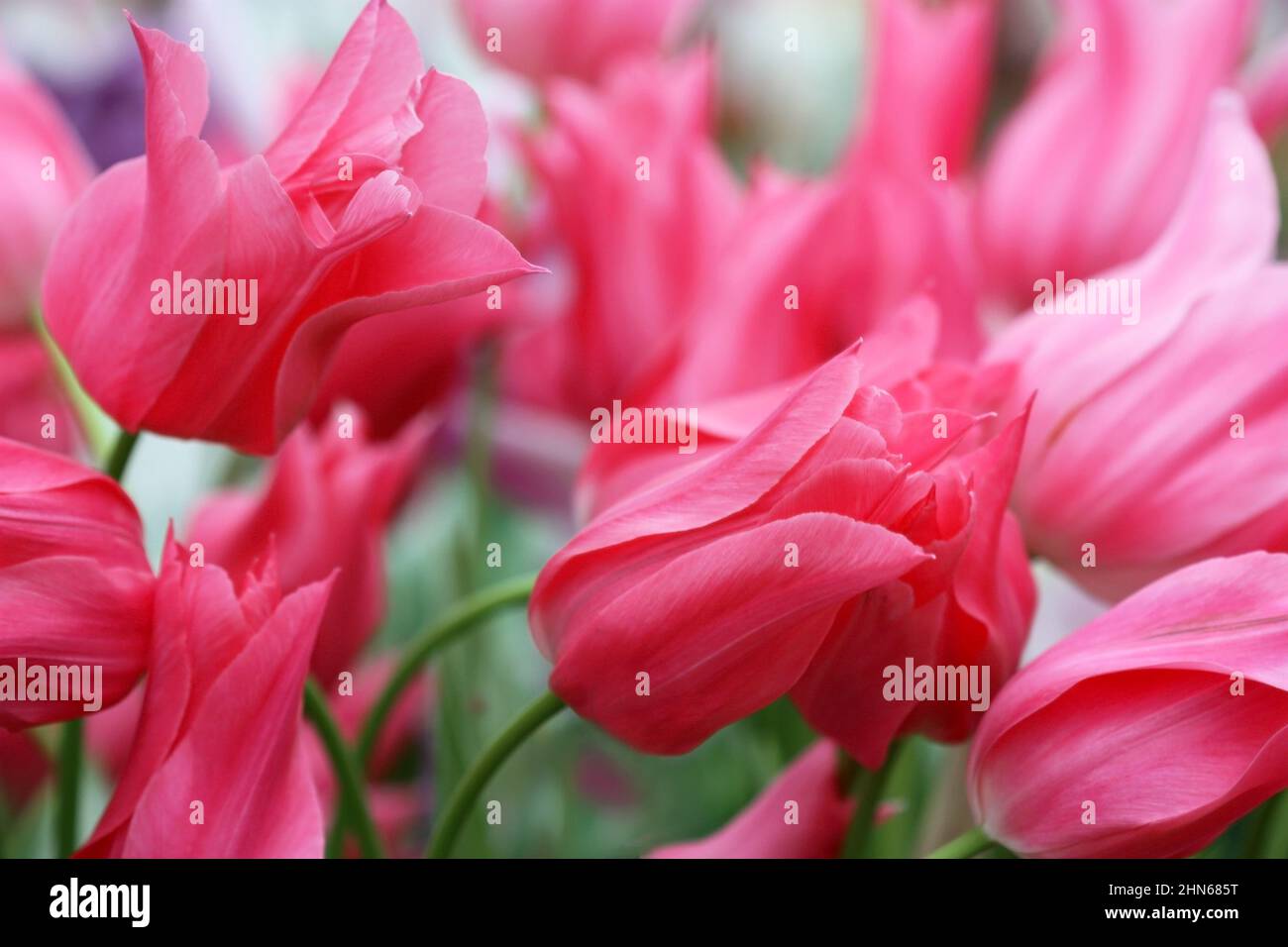 Tulpen rosa. Blume heller Hintergrund horizontal. Tulipa. Familie Der Liliengewächse. Stockfoto