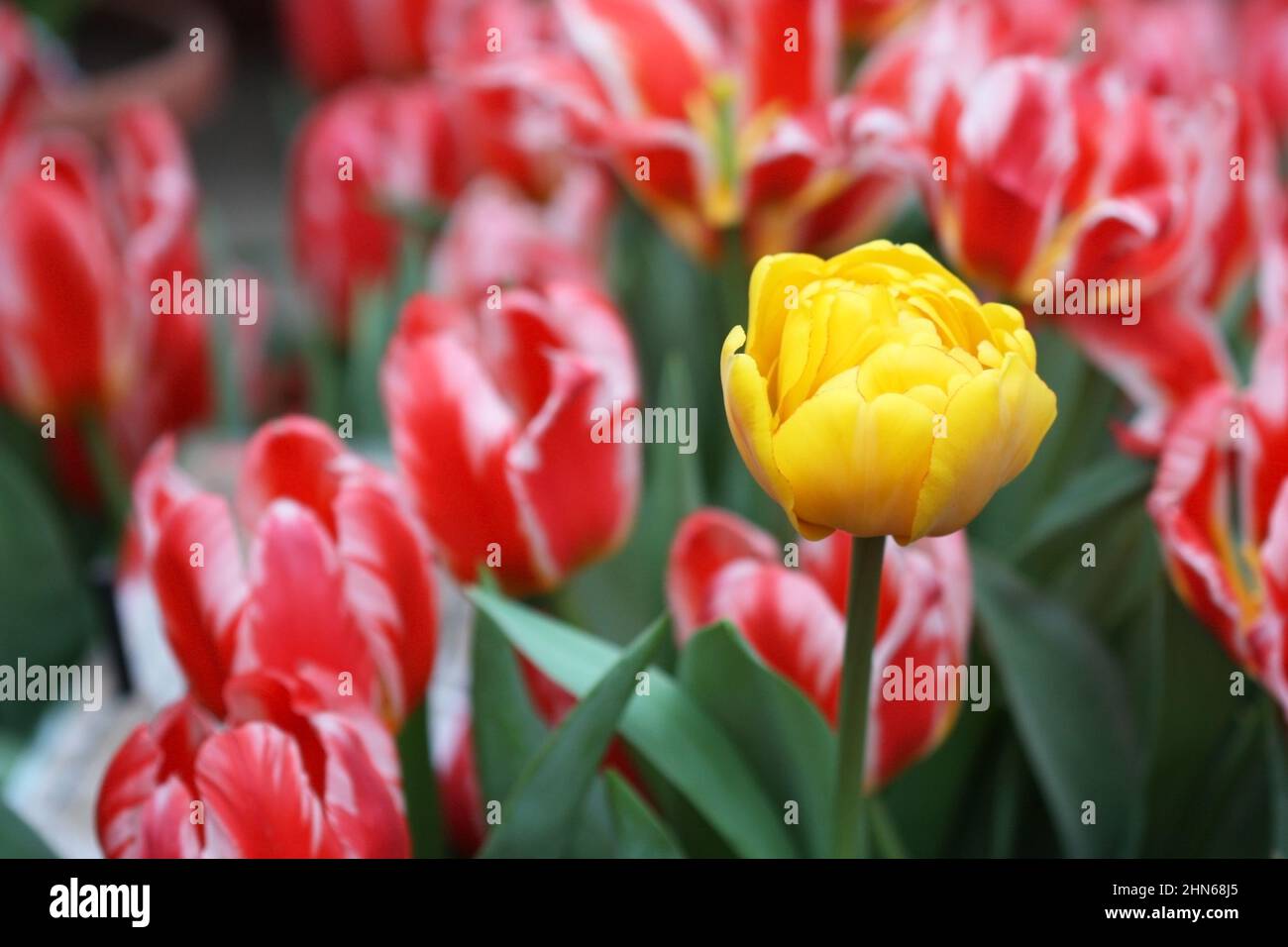 Gelbe Tulpe eine blüht vor dem Hintergrund der roten Tulpen horizontal.Tulipa. Familie Der Liliengewächse. Stockfoto