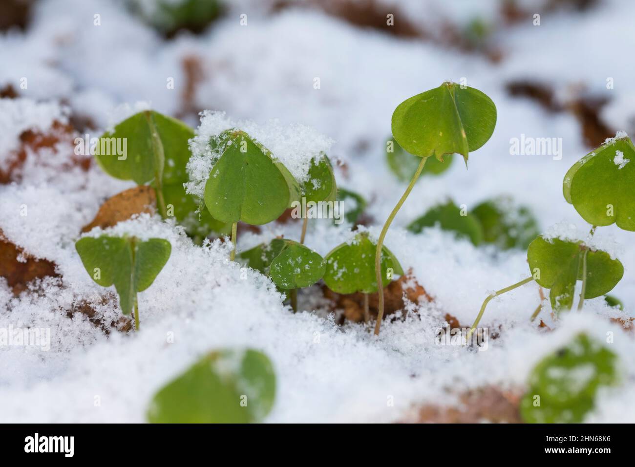 Wald-Sauerklee Sauer-Klee,,, Sauerklee Waldsauerklee, Oxalis Naiandinus, Hasensalat, Herzklee, Herrgottsbrot, gemeinsame Sauerklee, Sauerklee, Oxalide Stockfoto