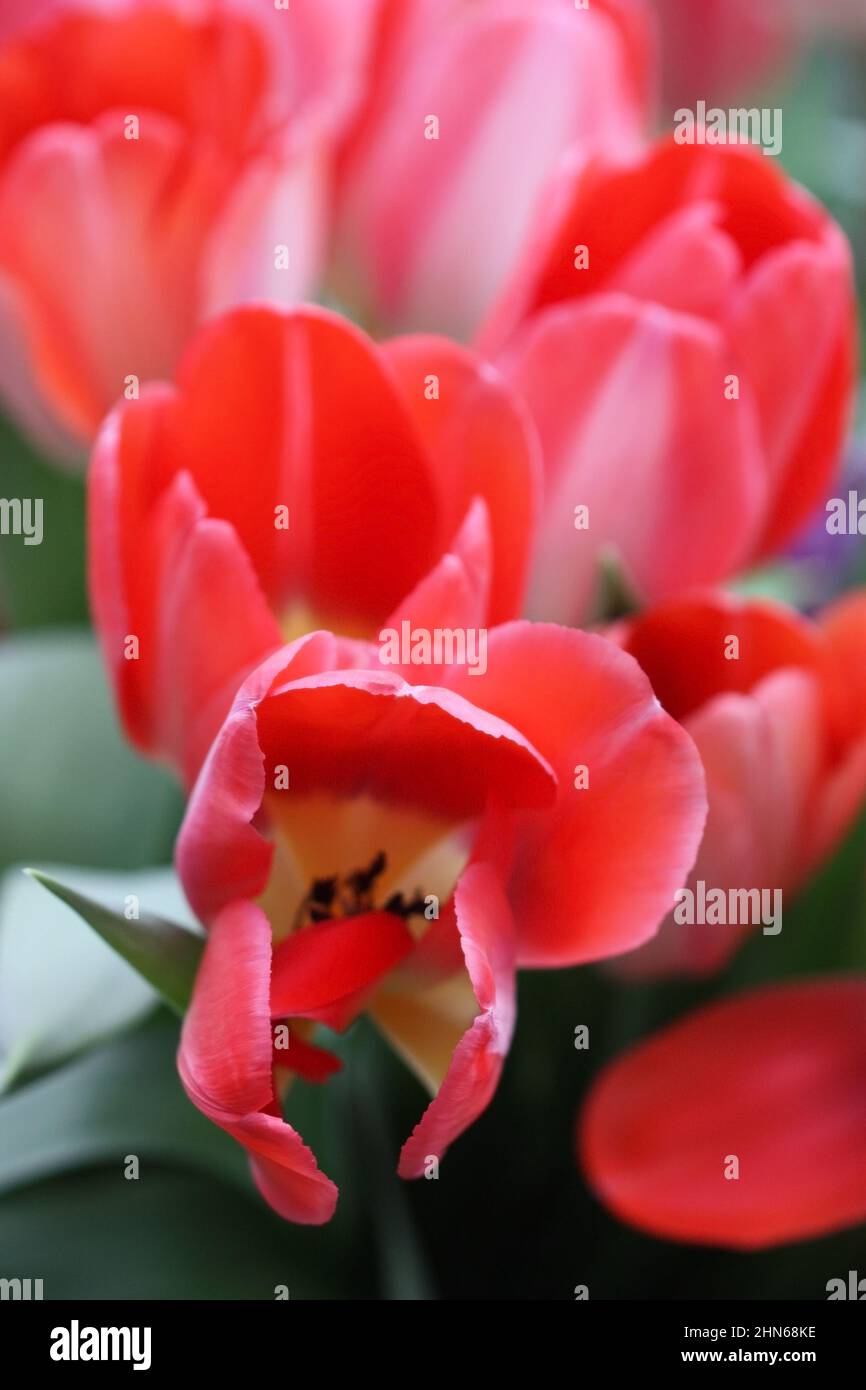 Tulpen rot entlassen. Nahaufnahme. Makro. Vertikal. Blumenhintergrund vertikal. Familie Der Liliengewächse. Stockfoto