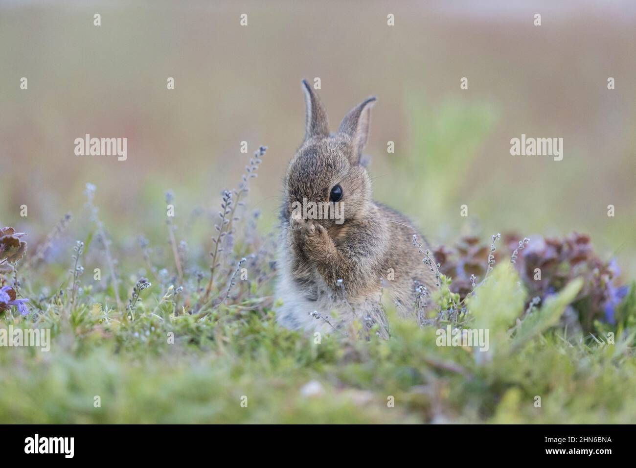 European Rabbit (Oryctolagus cuniculus) Young Grooming, Suffolk, England, Juni Stockfoto