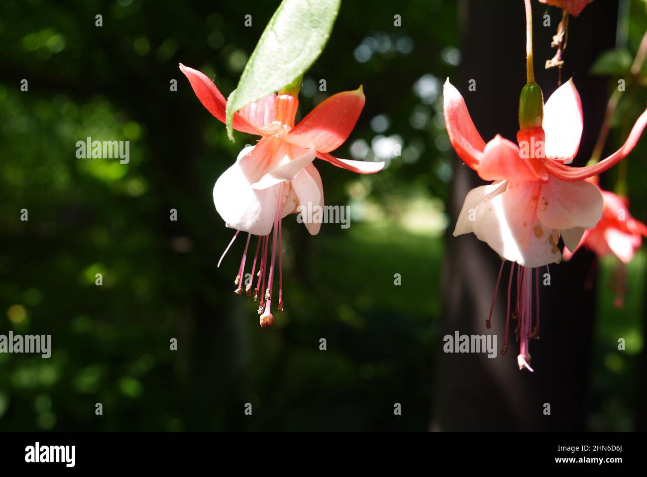 Nahaufnahme von hübschen roten hängenden Fuchsia-Blumen Stockfoto