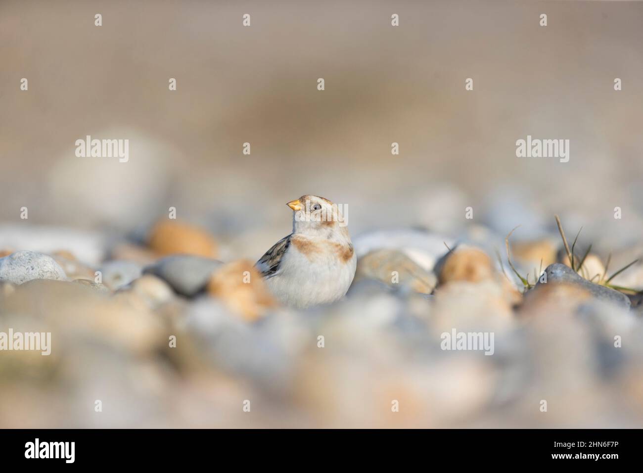 Schneehammer (Plectrophenax nivalis) Wintergefieder Erwachsener, der am Kiesstrand steht, Suffolk, England, Januar Stockfoto