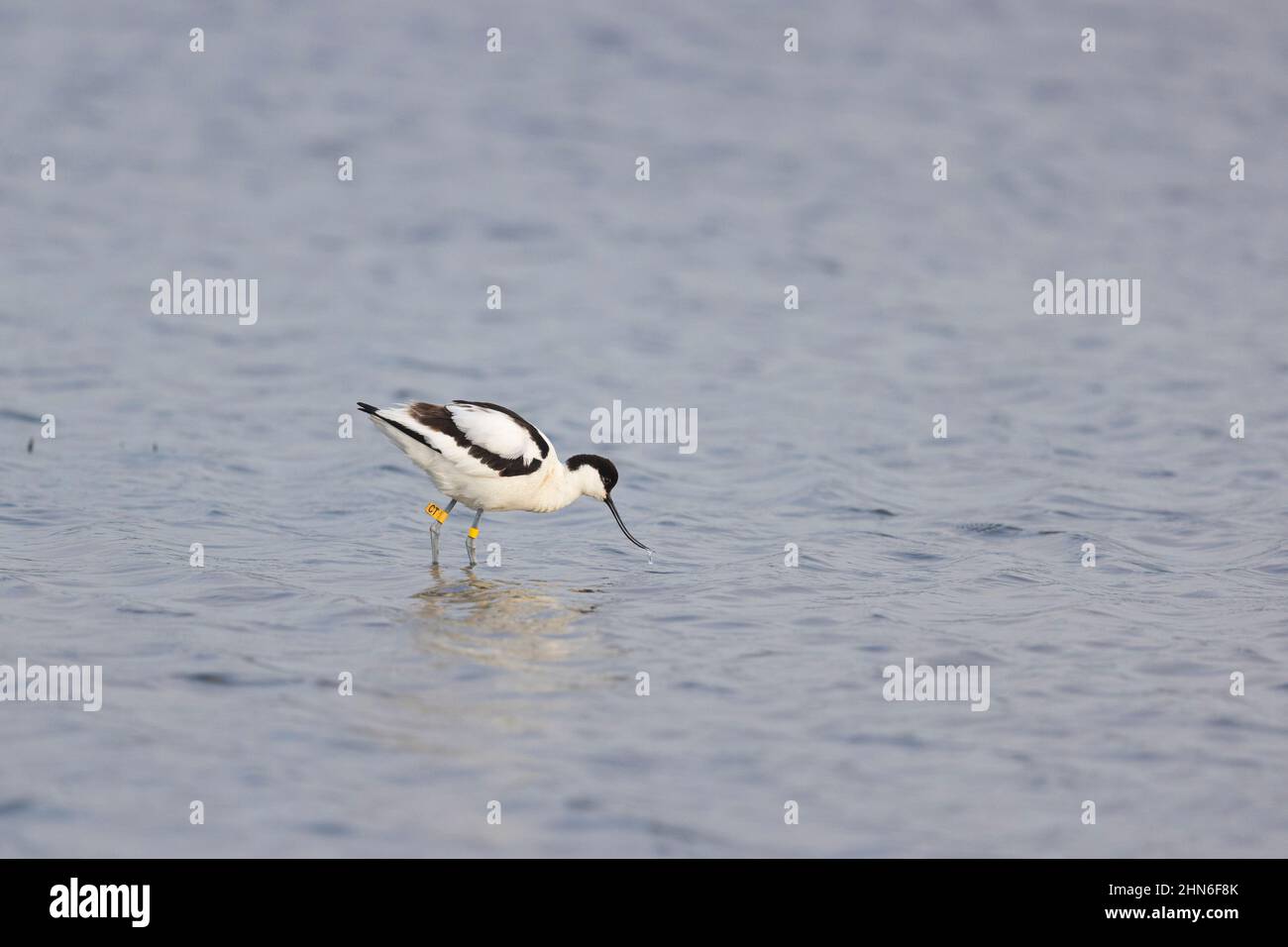 Eurasische Avocet (Recurvirostra avosetta), Erwachsene, watend mit Kennzeichnungsschildern an den Beinen, Suffolk, England, Mai Stockfoto