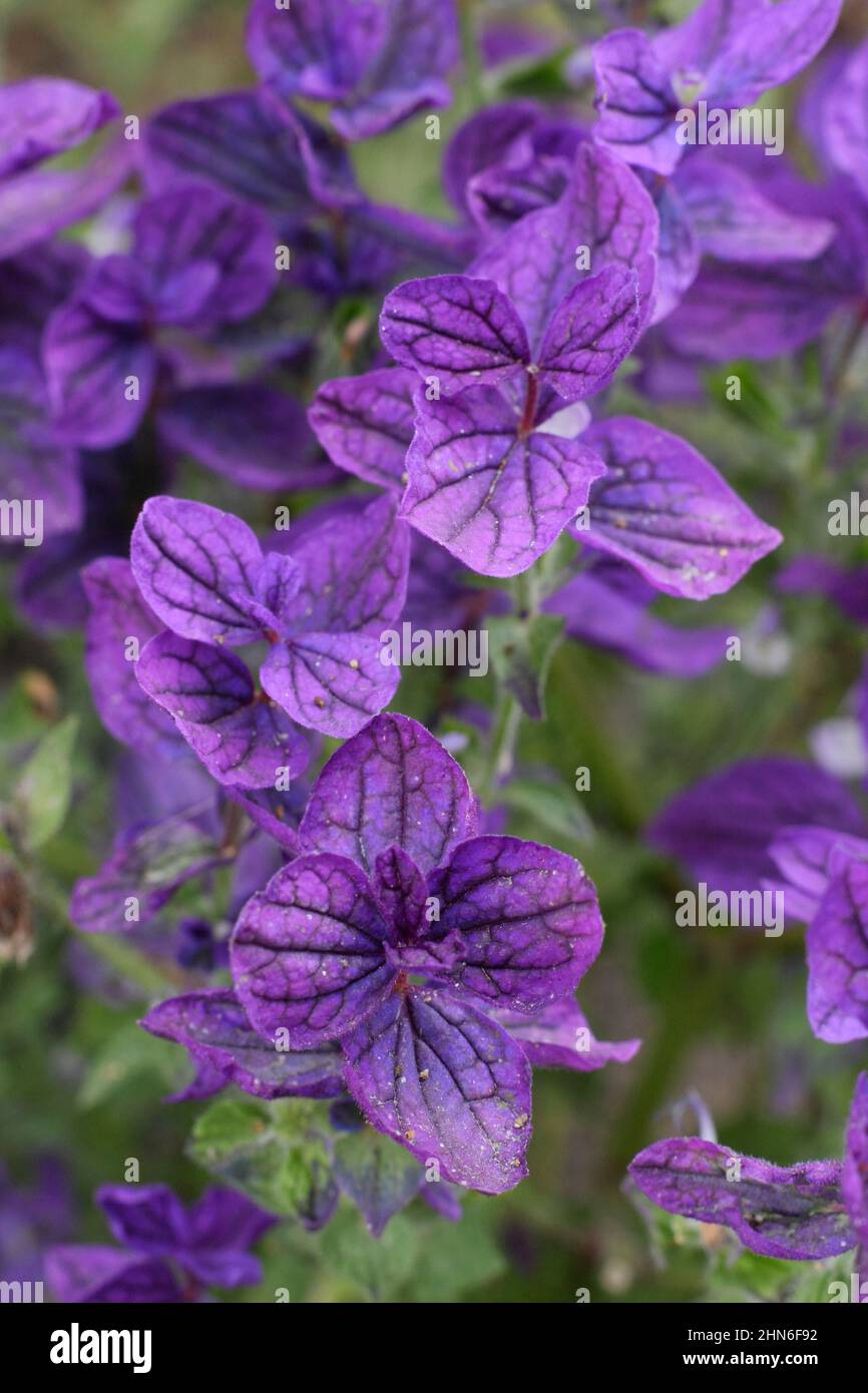 Salvia viridis 'Blue Monday', blauer Muskatellersalbei, der im September blüht. VEREINIGTES KÖNIGREICH Stockfoto