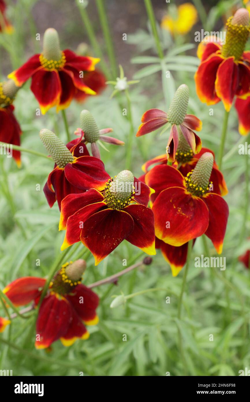 Ratibida columnifera „Red Midget“ Präriekonenblume. VEREINIGTES KÖNIGREICH Stockfoto