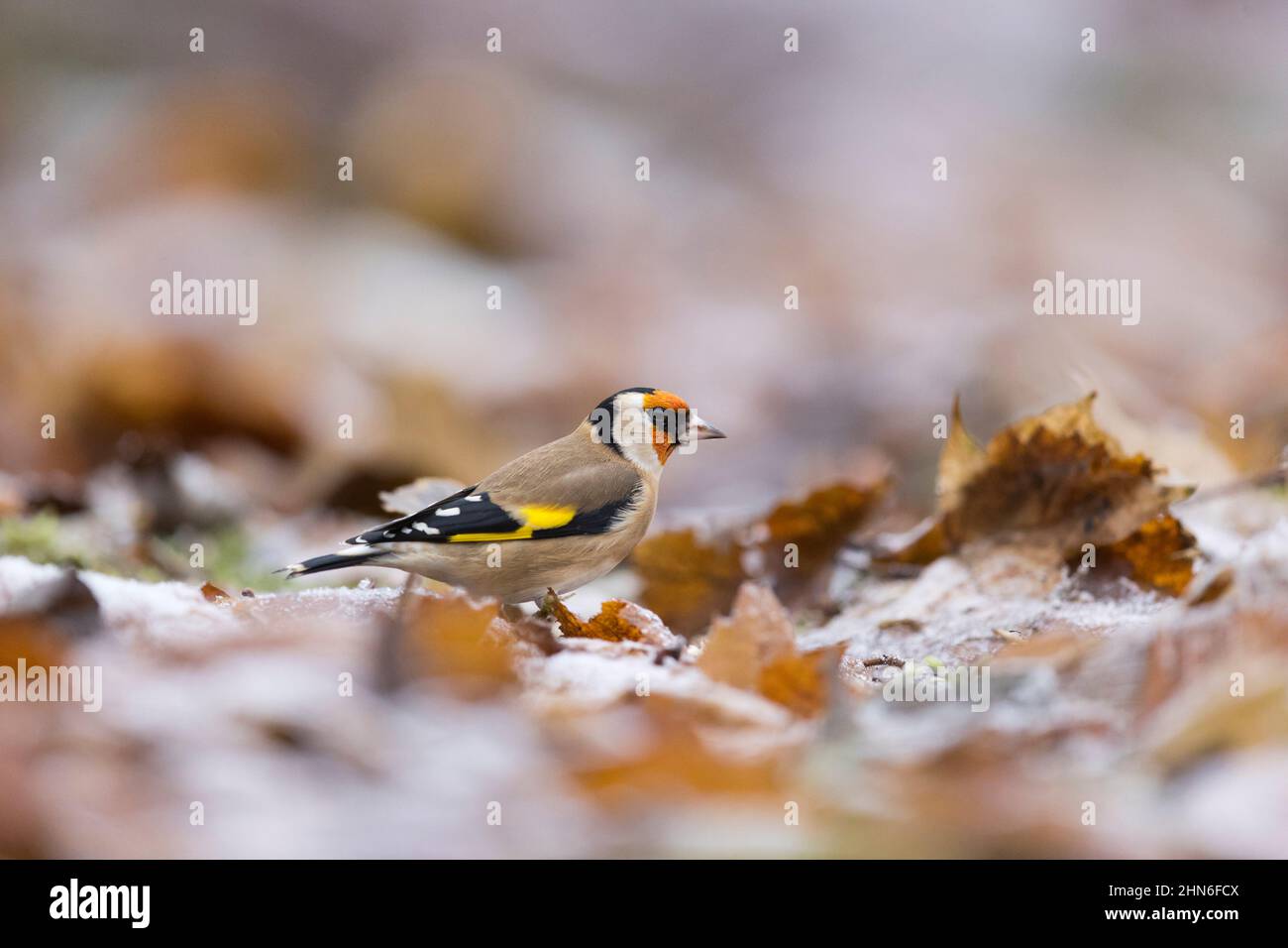 Europäischer Goldfink (Carduelis carduelis), auf Waldboden stehend, Suffolk, England, November Stockfoto