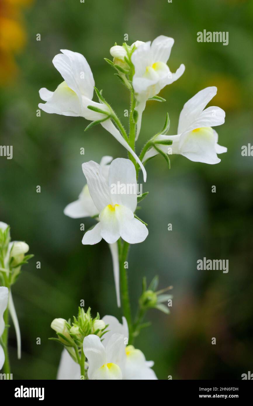 Linaria maroccana 'Fairy Lights' Toadflax blüht. VEREINIGTES KÖNIGREICH Stockfoto