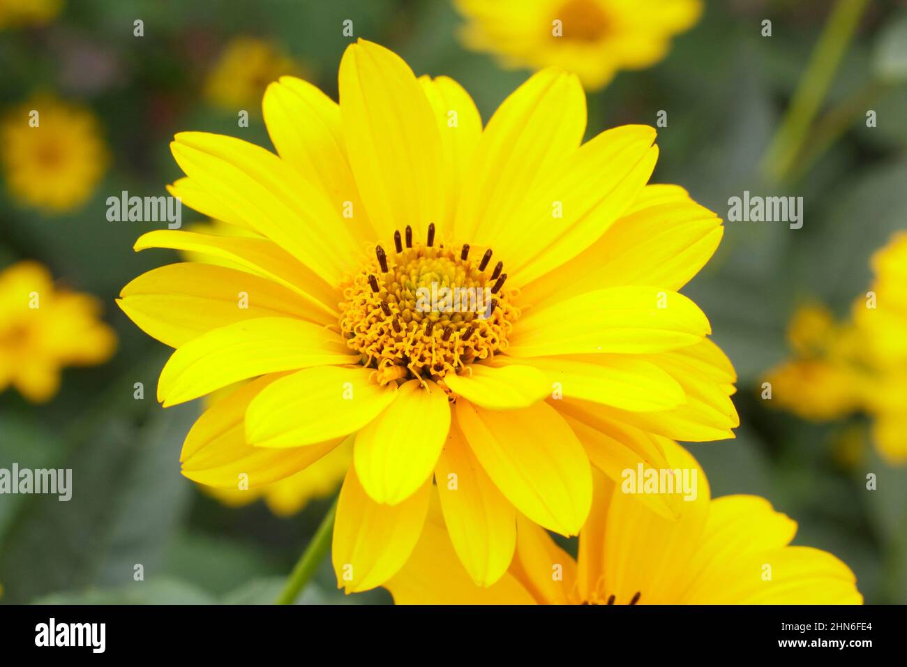 Falsche Sonnenblume „Sommersonne“ blüht. Heliopsis helianthoides var scabra „Sommersonne“. VEREINIGTES KÖNIGREICH Stockfoto