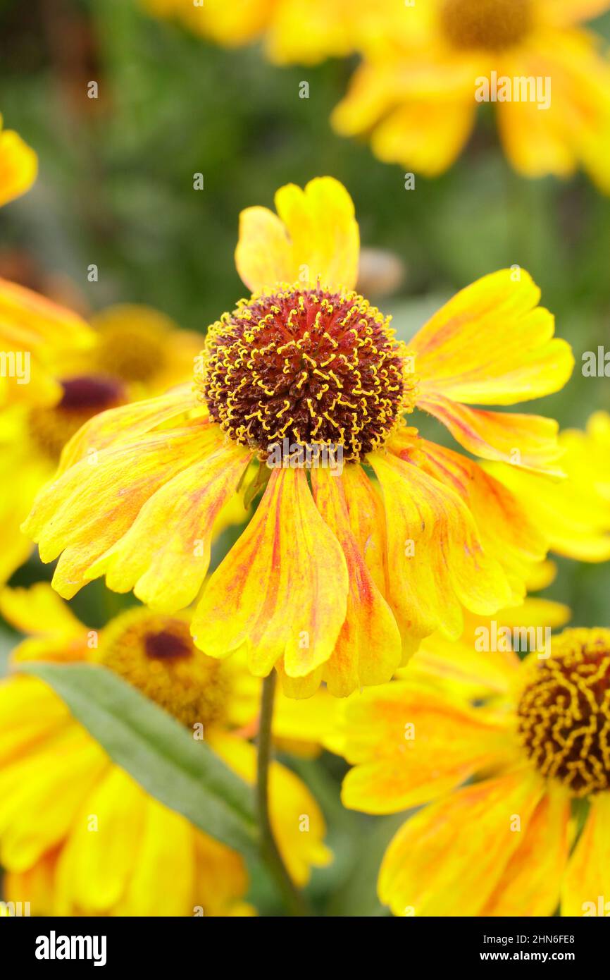 Helenium Wyndley Niesen-Blüten, eine kurze Sorte, die im Spätsommer, frühen Herbst blüht. VEREINIGTES KÖNIGREICH Stockfoto