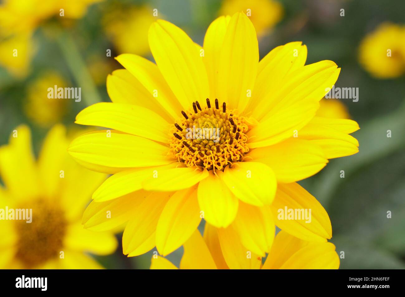 Falsche Sonnenblume „Sommersonne“ blüht. Heliopsis helianthoides var scabra „Sommersonne“. VEREINIGTES KÖNIGREICH Stockfoto