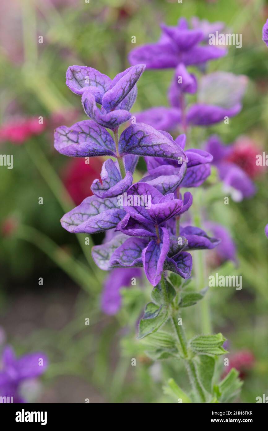 Salvia viridis 'Blue Monday', blauer Muskatellersalbei, der im September blüht. VEREINIGTES KÖNIGREICH Stockfoto