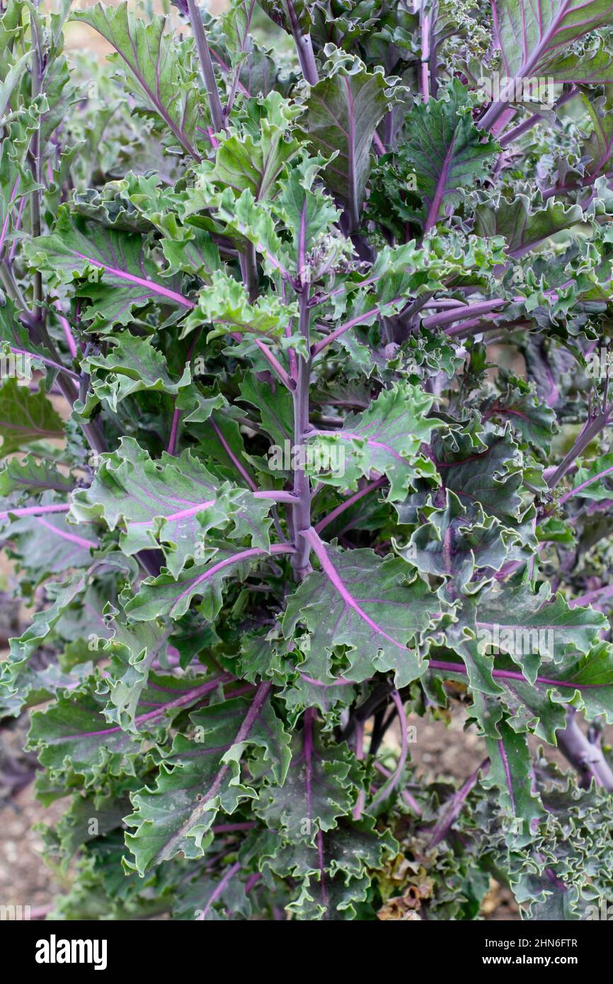 Brassica oleracea' 'Midnight Sun' kale, dekorative kale Blätter mit violetten Adern. VEREINIGTES KÖNIGREICH. Stockfoto