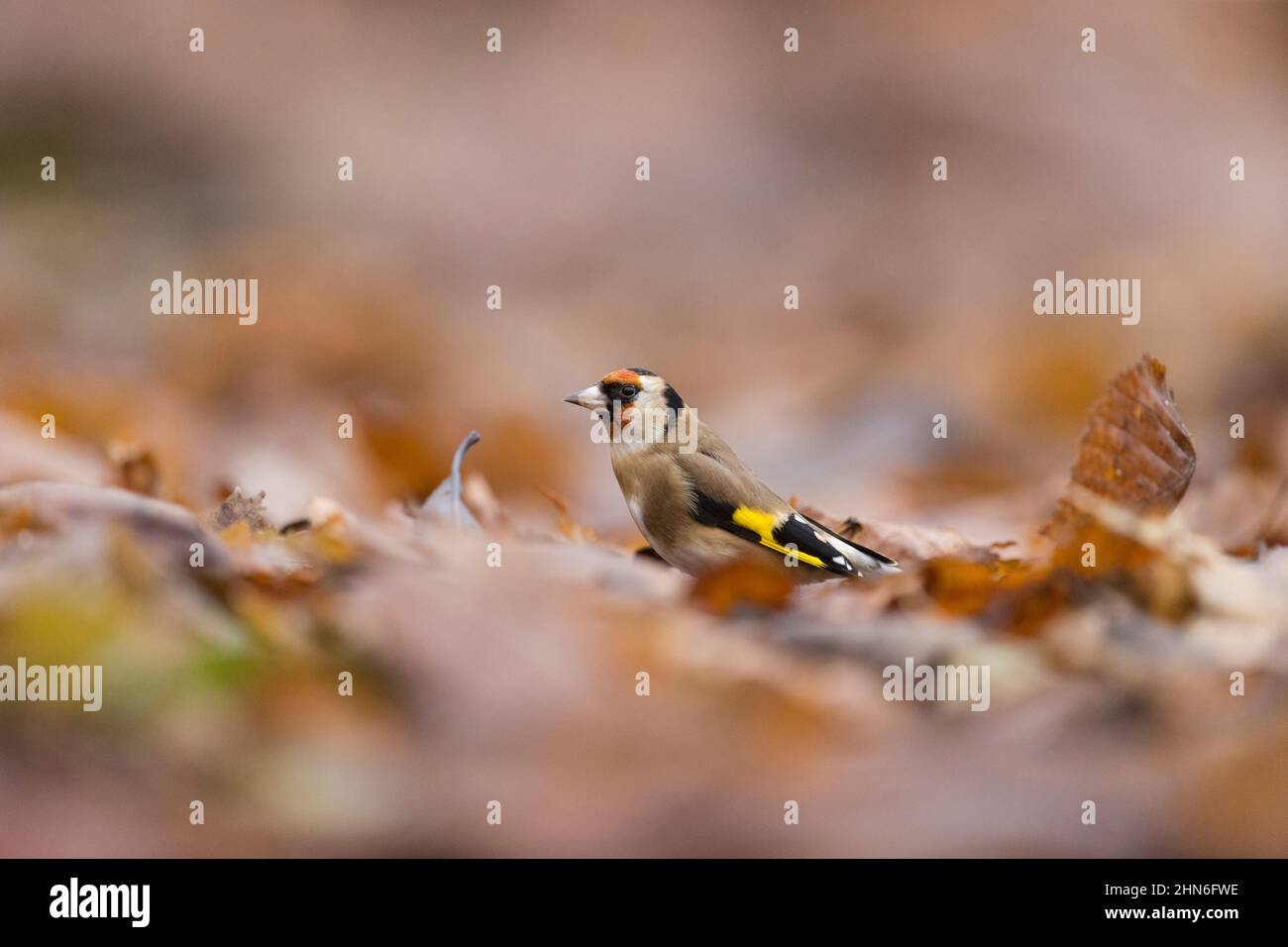 Europäischer Goldfink (Carduelis carduelis), auf Waldboden stehend, Suffolk, England, November Stockfoto