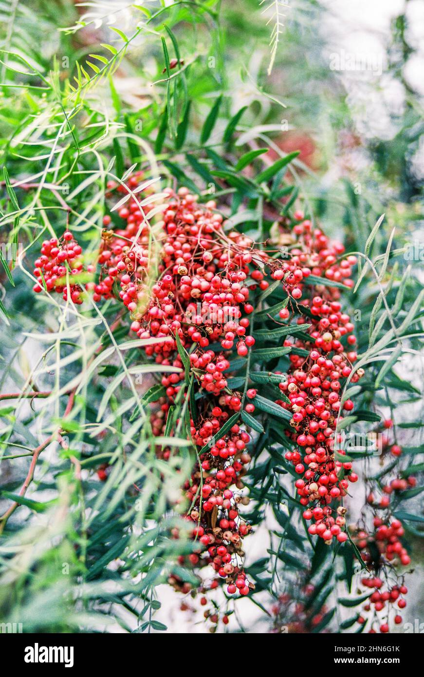 Äste mit leuchtend rosa Beeren Stockfoto