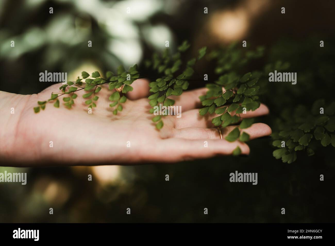 Weibliche Hand berührt sanft ein Farnblatt Stockfoto