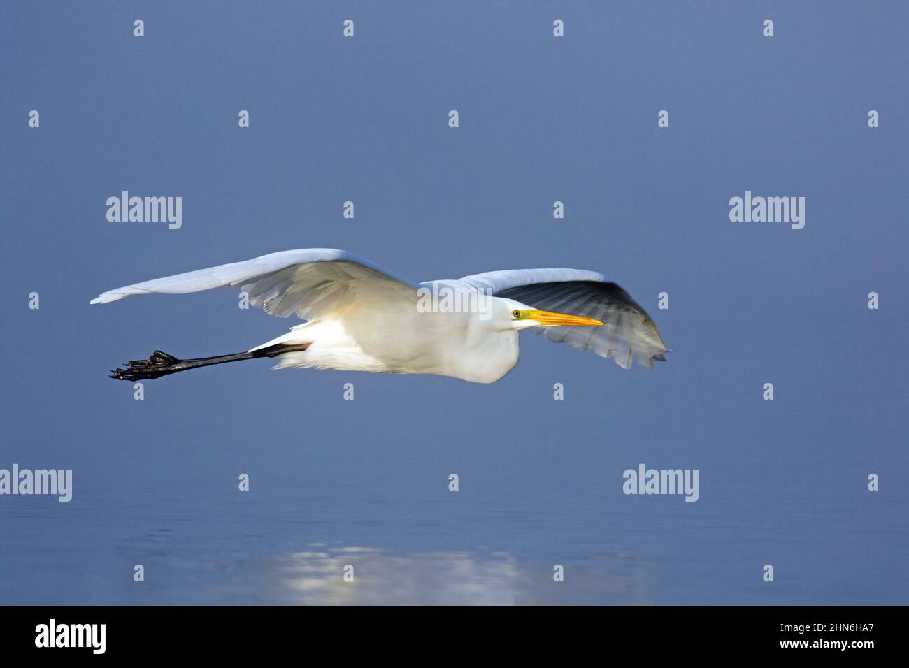 Silberreiher / Reiher (Ardea alba / Egretta alba) im nicht-brütenden Gefieder, der über dem Wasser des Teiches fliegt Stockfoto