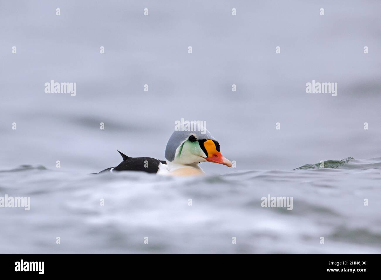 Königseider (Somateria spectabilis / Anas spectabilis) Seeenttenmännchen in Zuchtgefieder, die entlang der arktischen Küste schwimmen Stockfoto